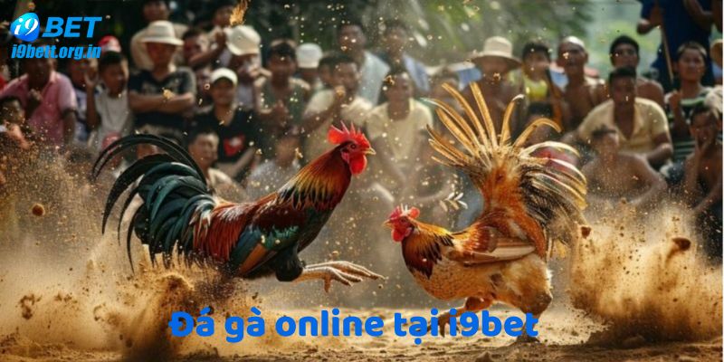 Tìm hiểu về đá gà online